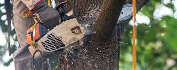 How Our Tree Care Process Works  in  Browntown, PA