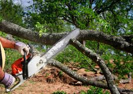 Tree and Shrub Care in Browntown, PA
